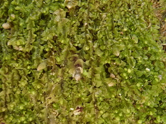 Jungermannia atrovirens