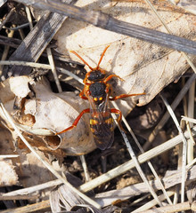 Nomada lathburiana