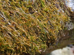 Hygrohypnum luridum
