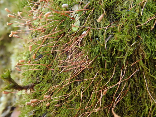 Image of Pseudoamblystegium subtile by (c) Christian Berg, some rights reserved (CC BY)