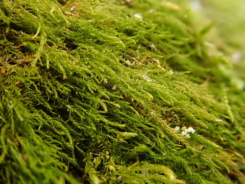 Image of Pseudoamblystegium subtile by (c) Christian Berg, some rights reserved (CC BY)