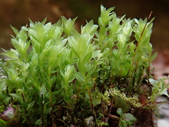 Mnium marginatum