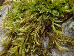 Brachythecium glareosum