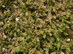 Jungermannia atrovirens