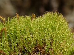 Dicranella schreberiana