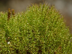 Dicranella schreberiana