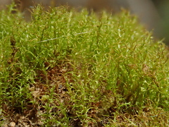 Dicranella schreberiana