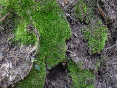 Plagiothecium cavifolium