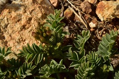Astragalus iodanthus