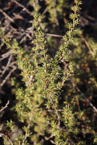 Image of Cliffortia juniperina by (c) Tony Rebelo, some rights reserved (CC BY-SA)