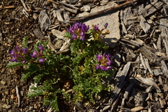 Astragalus iodanthus