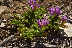 Astragalus iodanthus