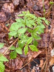 Rubus sachalinensis