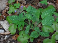 Pulmonaria officinalis
