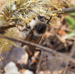 Bombus veteranus