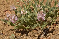 Astragalus andersonii
