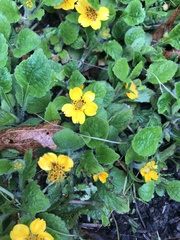 Chrysogonum