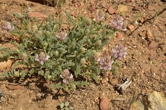 Astragalus andersonii