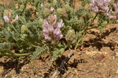 Astragalus andersonii