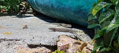 Podarcis carbonelli berlengensis