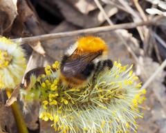 Bombus pascuorum