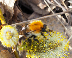 Bombus pascuorum