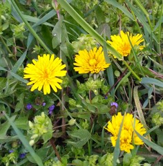 Taraxacum officinale