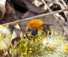 Bombus pascuorum