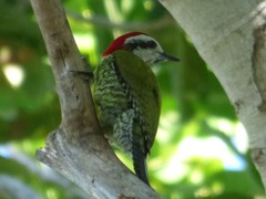 Xiphidiopicus percussus