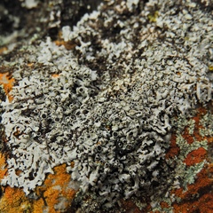 Physcia phaea