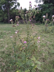 Cirsium mexicanum