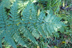 Dryopteris inaequalis