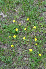 Ranunculus pedatus
