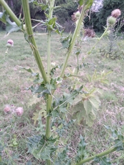 Cirsium mexicanum
