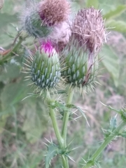 Cirsium mexicanum