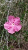 Mesechites roseus - Photo (c) Kristin A. Bakkegard, some rights reserved (CC BY-NC), uploaded by Kristin A. Bakkegard