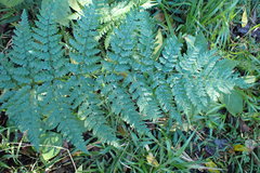 Dryopteris inaequalis
