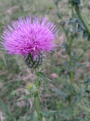 Cirsium mexicanum