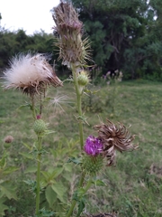 Cirsium mexicanum