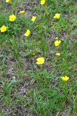 Ranunculus pedatus