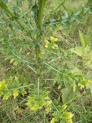 Cirsium mexicanum