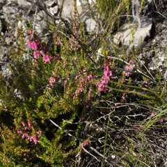 Erica intervallaris