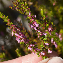 Erica intervallaris