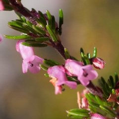 Erica intervallaris