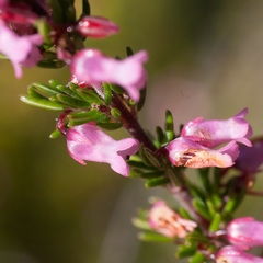 Erica intervallaris