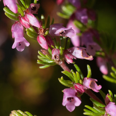 Erica intervallaris