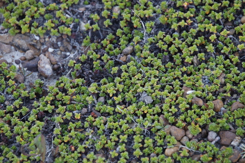Image of Bergia glomerata by (c) Tony Rebelo, some rights reserved (CC BY-SA)