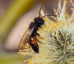 Andrena rosae