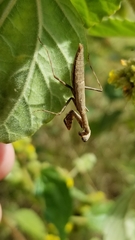 Callimantis antillarum