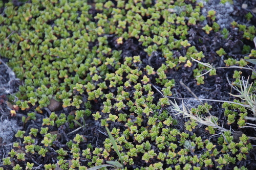 Image of Bergia glomerata by (c) Tony Rebelo, some rights reserved (CC BY-SA)